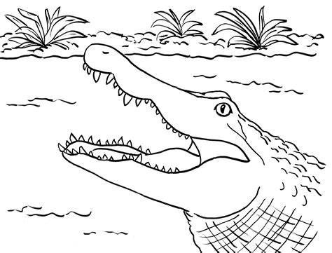 25 Free Alligator Coloring Pages For Kids And Printable Alligator Coloring Pages - Printable Alligator Coloring Pages