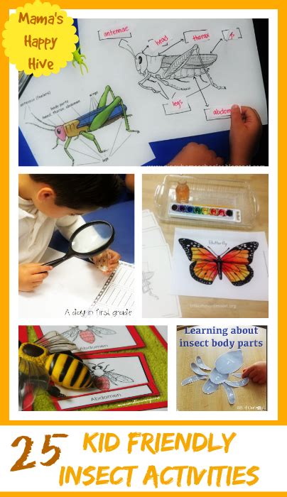 25 Kid Friendly Insect Activities And Printables Mamau0027s Insect Body Parts For Kids - Insect Body Parts For Kids