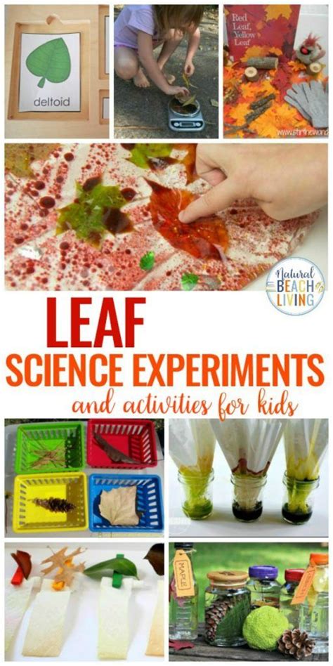 25 Leaf Science Experiments Activities And Sensory Ideas Leaf Science Experiments - Leaf Science Experiments