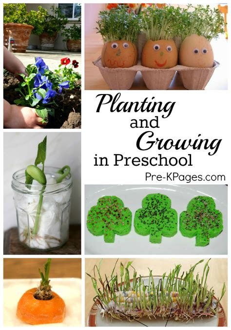 25 Spring Gardening Activities For Preschoolers Greenactivefamily Kindergarten Planting - Kindergarten Planting