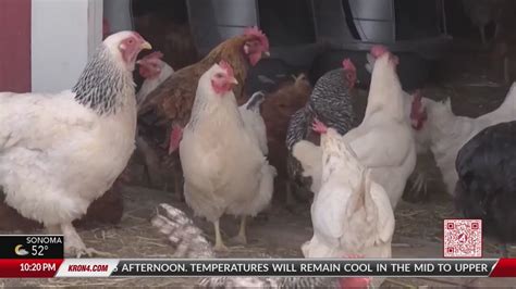 250,000 birds euthanized in Petaluma due to bird flu