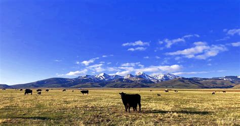 250+/- Head - Chute Canyon Ranch - Montana