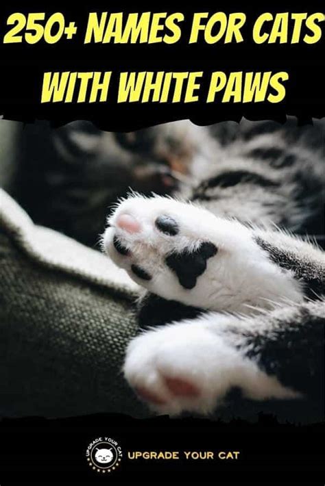 250+ Names for Cats With White Paws! (Yes - ‘Boots’ Is …