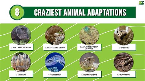 252 Best Animal Adaptation Plans Images 8211 Nurul Animal Adaptation First Grade Worksheet - Animal Adaptation First Grade Worksheet