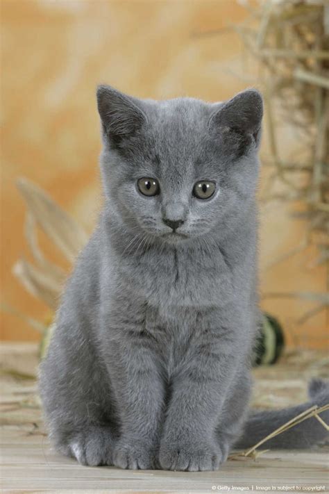 252346 Smokey Grey Kitten Cute Blue Cat Kitty POSTER PRINT AU