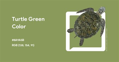 252c04 Hex Color Turtle Green Turtle Color By Number - Turtle Color By Number