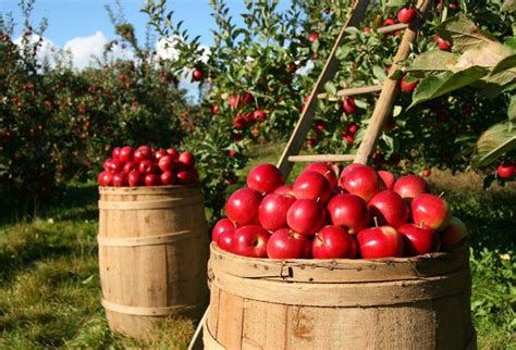 26 Apple Festivals in Virginia (2024): Music, Maze, & Food (+ Map)