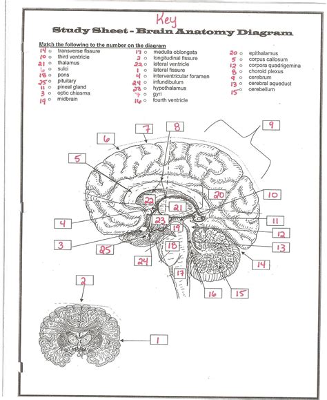 26 Brain Structures And Functions Diagram Worksheet Wiring Database 2020