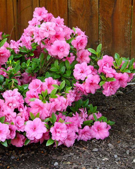 26 Nicest Flowering Shrubs for Your Landscape - raincitystudios.com