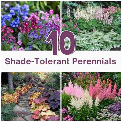 26 Shade Perennials For Zone 8 Gardens - Epic … - raincitystudios.com