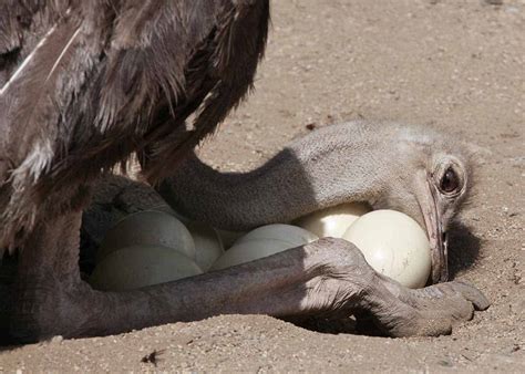 26 Animals That Lay Eggs Birds Fish Mammals Animal Hatched From Egg - Animal Hatched From Egg