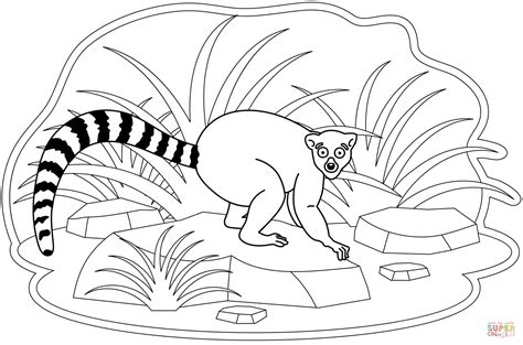 26 Free Printable Lemur Coloring Pages Coloring Pages Ring Tailed Lemur Coloring Page - Ring Tailed Lemur Coloring Page