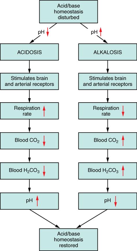 26.4 Acid-Base Balance – Anatomy & Physiology 2e - wintechmobiles.com