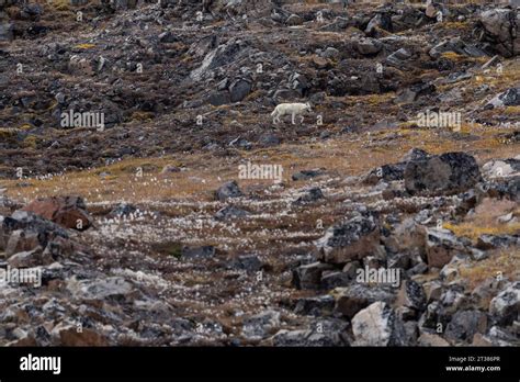 27,893 Arctic Tundra Stock Photos, Images & Pictures