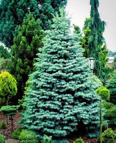 27 Best Evergreen Trees for Residential Landscapes - raincitystudios.com
