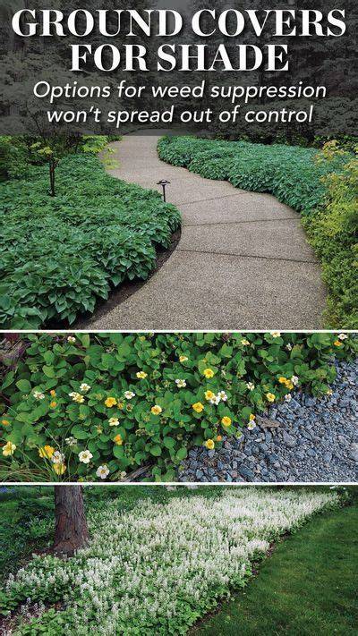 27 Better Ground Covers for Shade to Replace … - raincitystudios.com