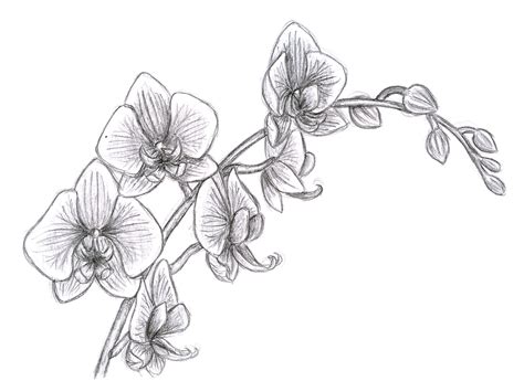 27 Drawing orchids ideas orchids, orchid drawing, flower