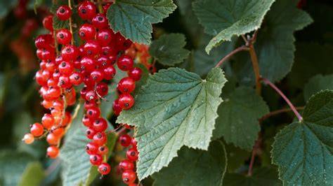 27 Shrubs That Can Be Used for Edible Landscaping - raincitystudios.com