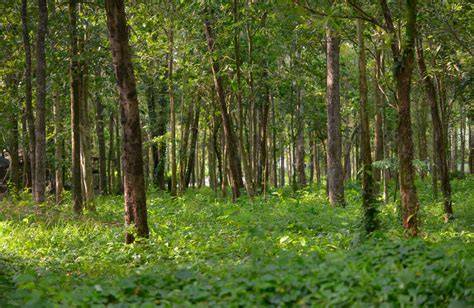 27.4: Tropical Deciduous Forest - Biology LibreTexts - raincitystudios.com