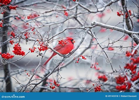 271 Cardinal Trees Winter Stock Photos - Dreamstime