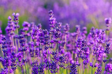 278,961 Lavender Stock Photos, Images & Pictures