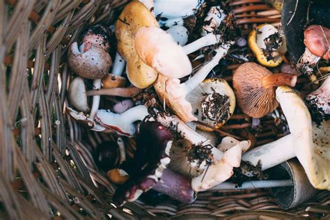 28+ Awesome Gifts for Foragers and Mushroom Hunters