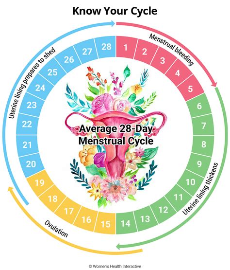 28 Day Cycle Ovulation Chart