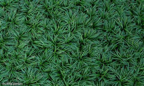 28 of the Best Evergreen Ground Cover for Shade and Full Sun: Year ... - raincitystudios.com