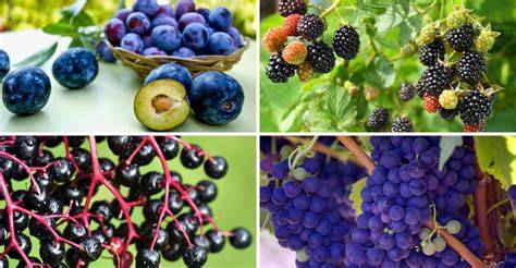28 Types of Purple Fruits (With Pictures) - Identification … - raincitystudios.com