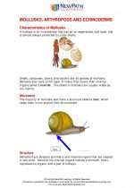 Full Download 28 Study Guide Echinoderms Answers 