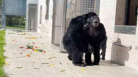 28-year-old chimpanzee sees sky for first time at Florida sanctuary after spending life in captivity