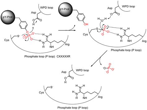 28.6: Phosphatases - Biology LibreTexts