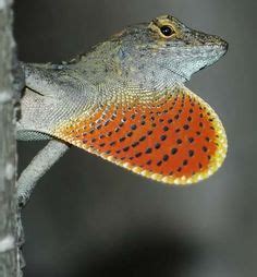 280 Fan-throated Lizards ideas in 2024 lizard, reptiles, reptiles …