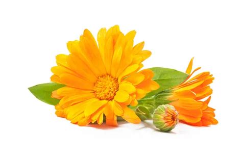 29,630 Calendula Stock Photos, Images & Pictures - Dreamstime