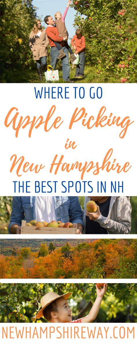 29 Apple Orchards for the Best Apple Picking in New Hampshire - raincitystudios.com