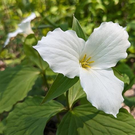29 Best Woodland Flowers For A Forest Garden Vibe - raincitystudios.com