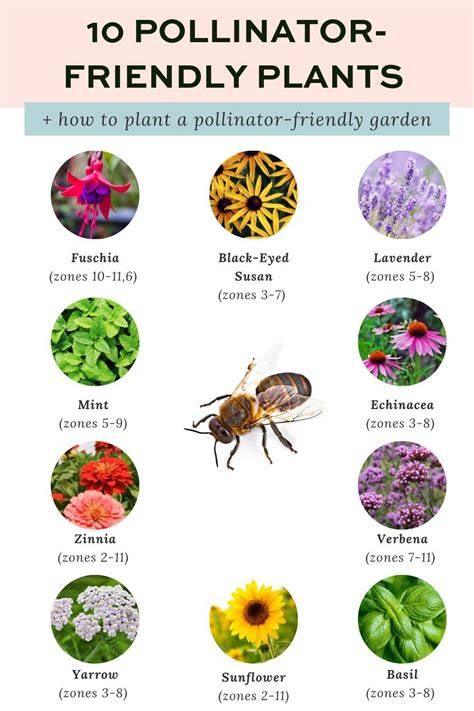 29 Plants for Pollinator-Friendly Gardens - raincitystudios.com