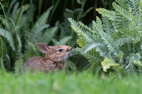 29 Rabbit-Resistant Plants That Rabbits Won’t Eat in Your Garden