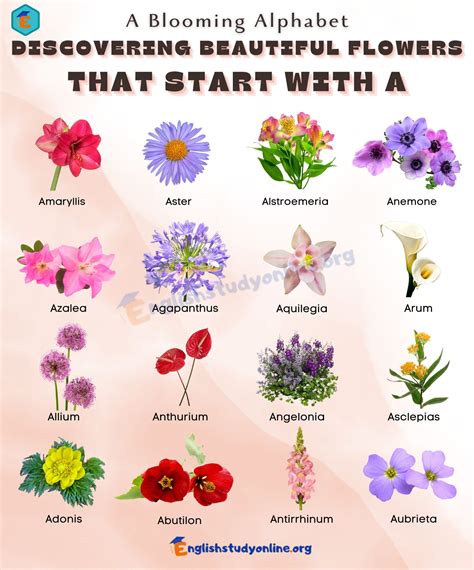 29 Awesome Flowers That Start With E With Pictures That Begin With Letter E - Pictures That Begin With Letter E