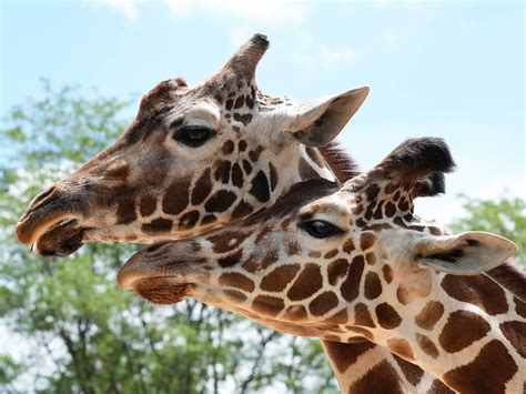 29-year-old giraffe humanely euthanized due to decline in health