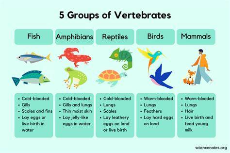 29.1D: Characteristics of Vertebrates - Biology LibreTexts - raincitystudios.com