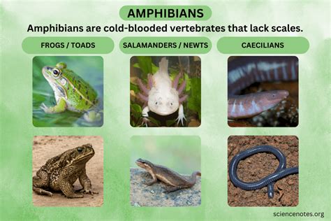 29.3 Amphibians - Biology 2e | OpenStax - muktibox.com