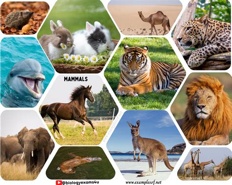 29.7: Mammals - Biology LibreTexts - muktibox.com