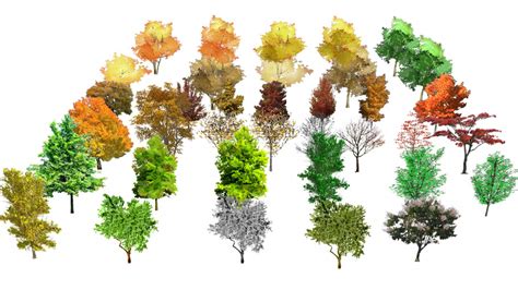 2D Plan trees 3D Warehouse