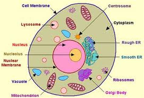 2D diagram red blood cell