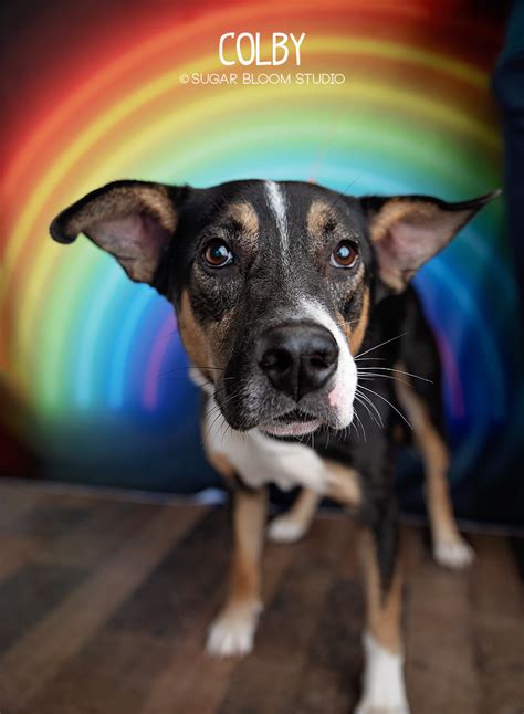 My name is Buford and I am one handsome man who loves life!! I am a happy goofy guy who is just great to have around. They say I am 3-years-old, but my foster mom thinks I am younger as I still have.... 