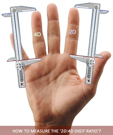 2d To 4d Ratio