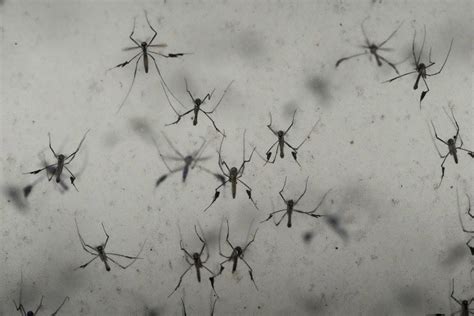 2nd California case of local dengue fever reported