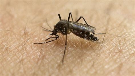 2nd West Nile positive sample of 2023 reported in Williamson County