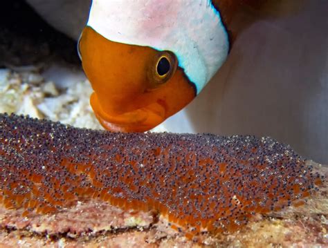 2nd batch of clownfish eggs, help! The Reef Tank